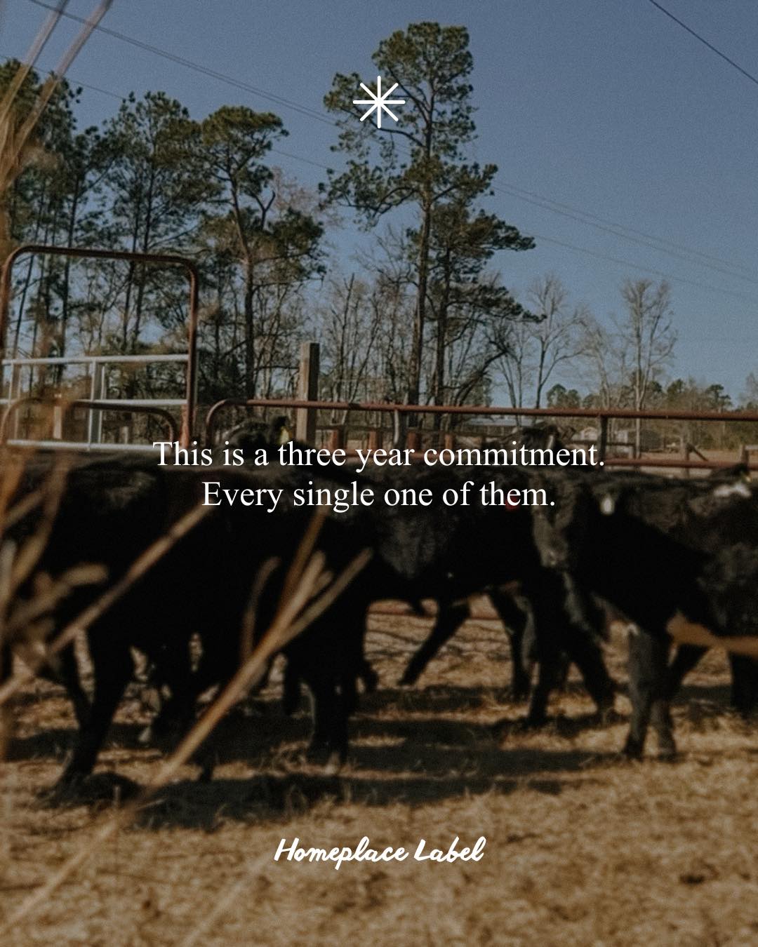 How Long Does It Take to Raise a Beef Cow From Birth to Butcher